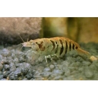Caridina Babaulti stripes Caridina Babaulti stripes